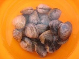 copy-of-clams-closeup