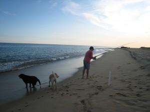copy-of-paul-and-dogs