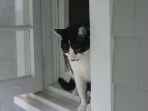 kitties-042