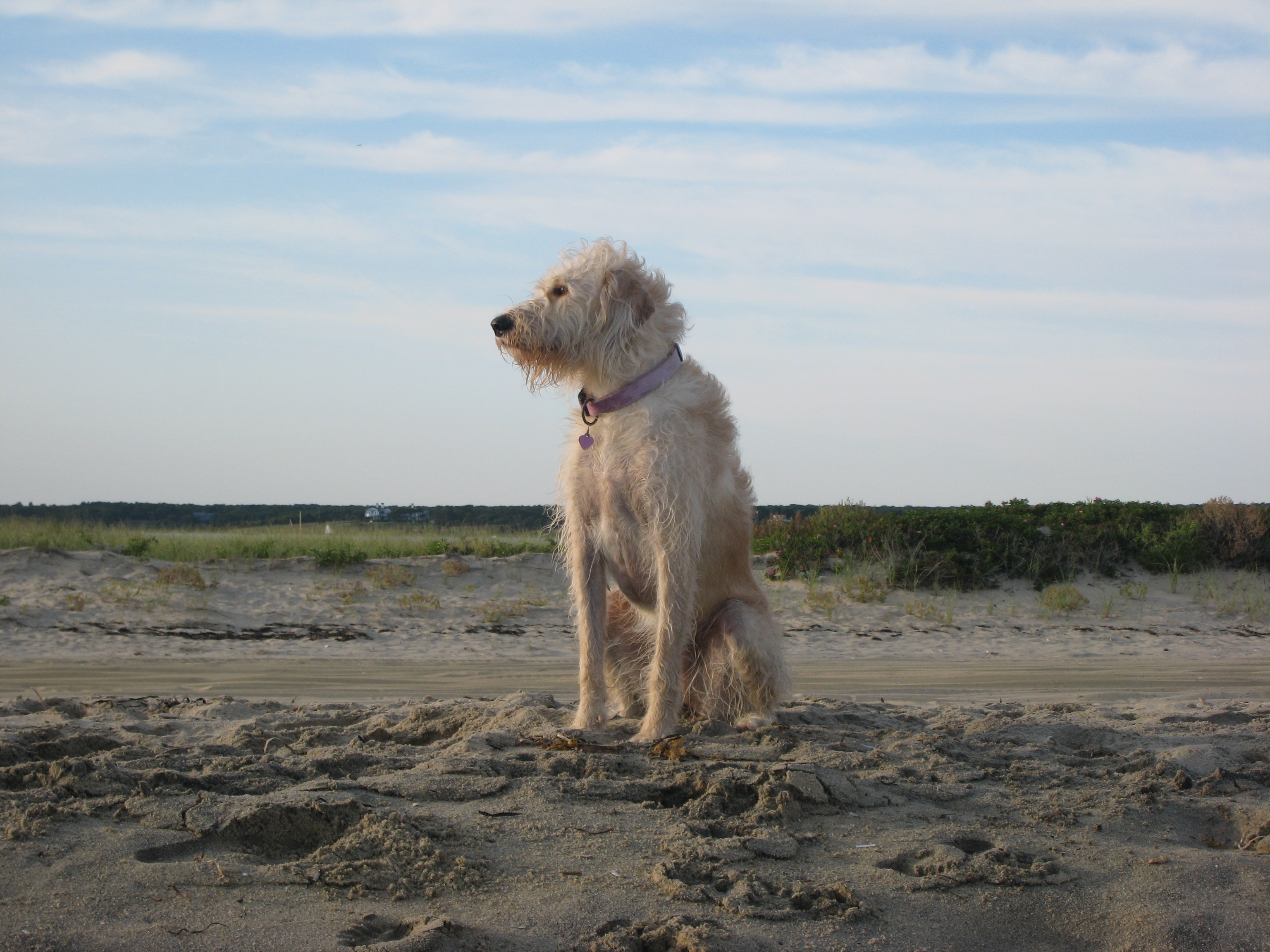 tuli-woof-21