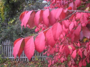crimson-fence-2