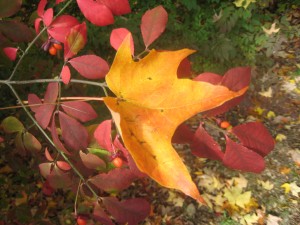 maple