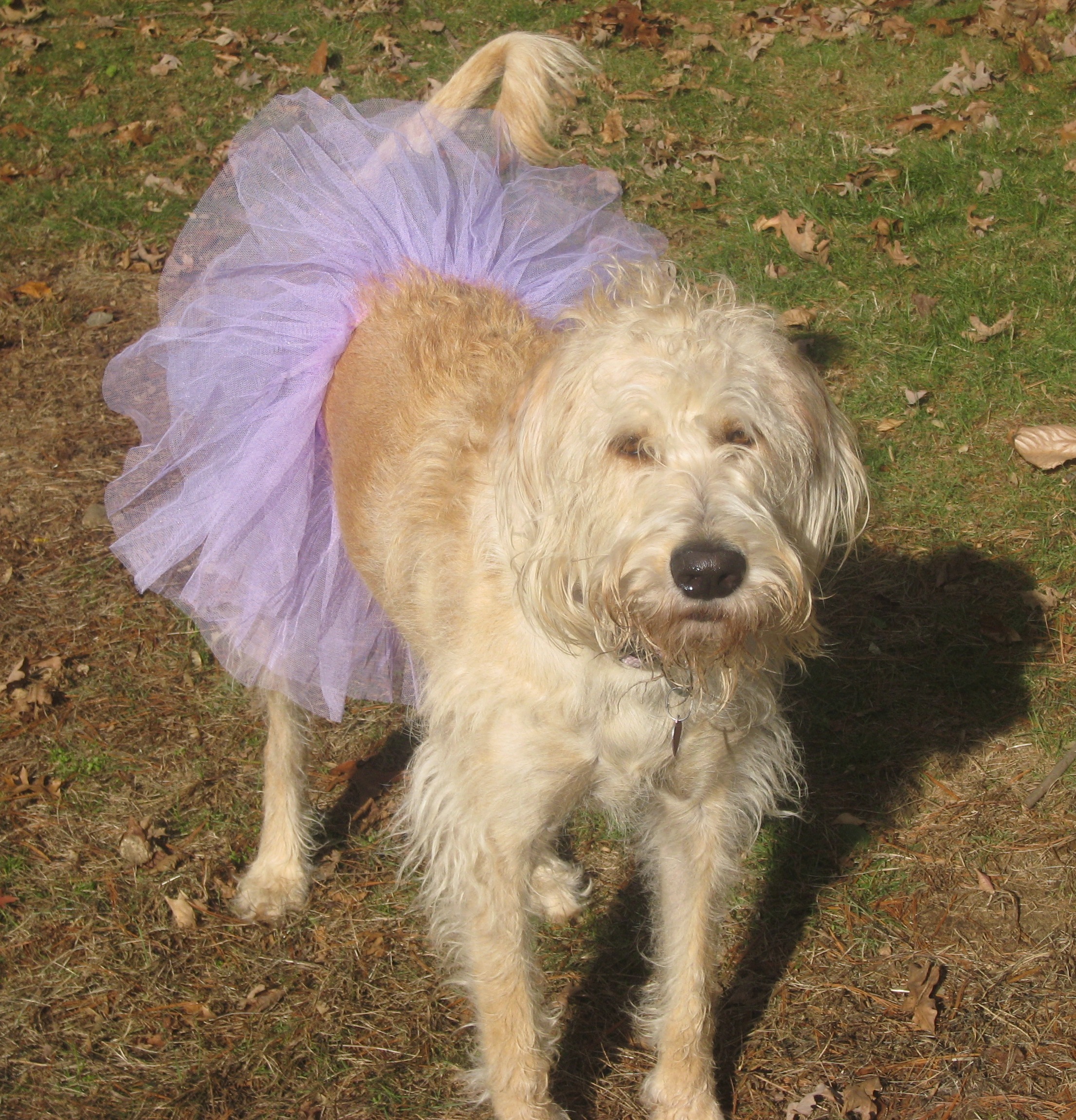 copy-of-tuli-tutu