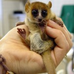 lemur