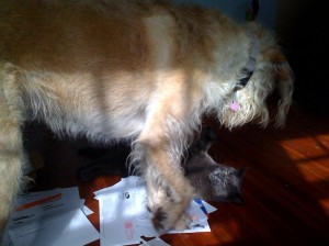 helpful-animals