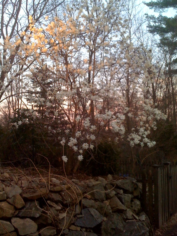 spring-sprung spring-sprung